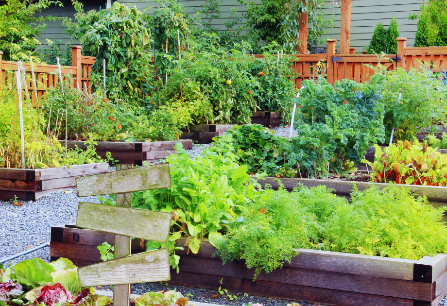 Larger vegetable garden